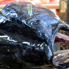 Tsukiji Fish Market Tuna Auction