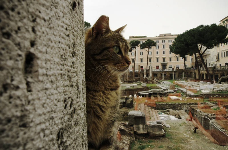 torre argentina roman cat sanctuary