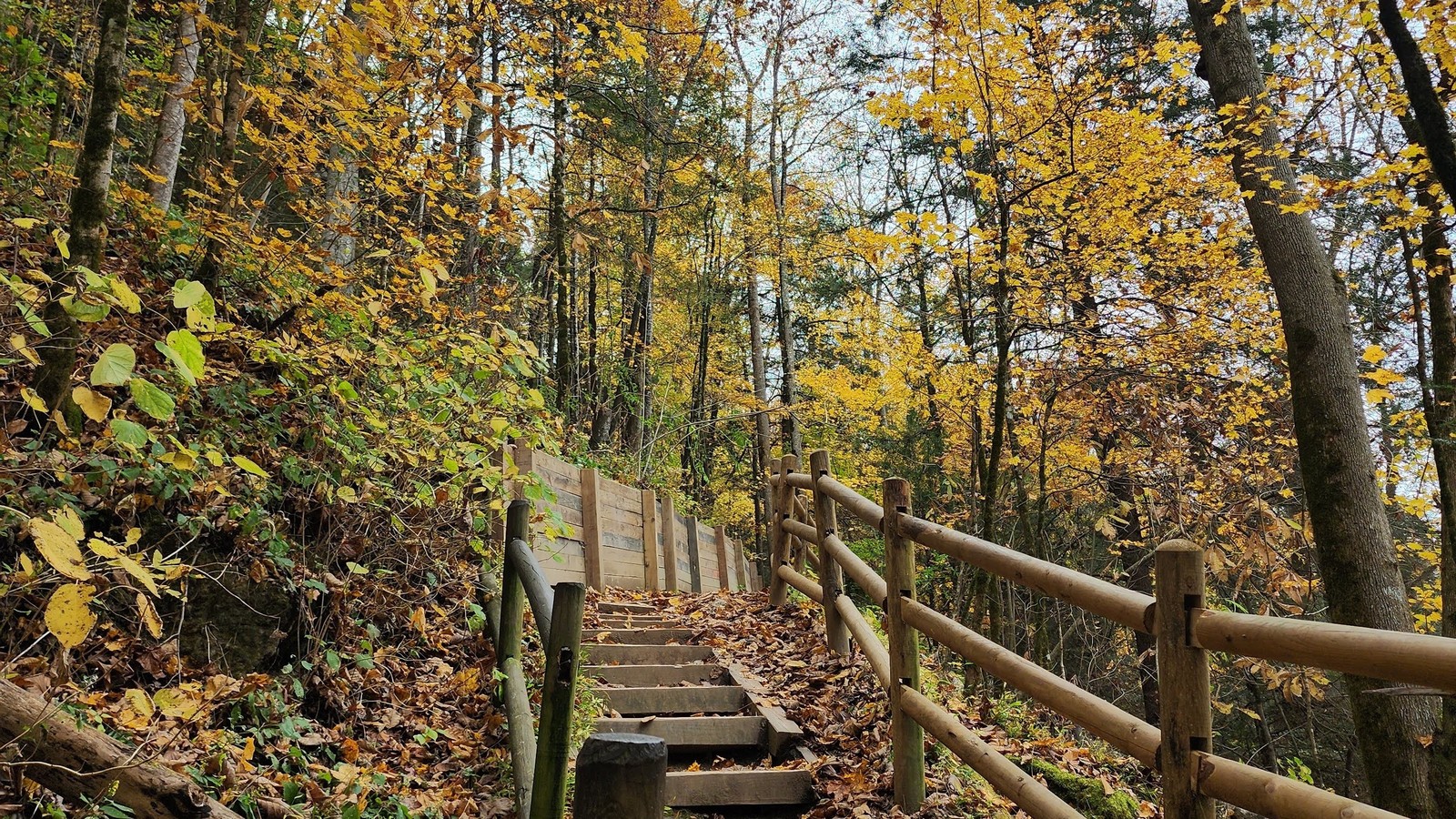 Wooden trail steps climbing through bright fall color at Cummins Falls State Park.