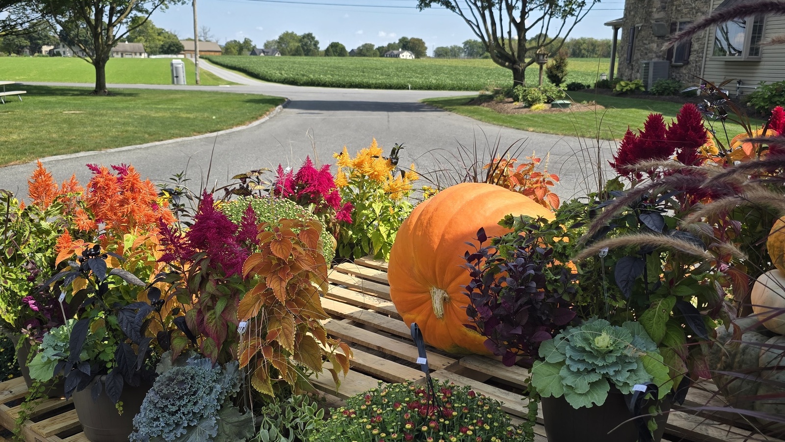 Pumpkins, flowers, and Amish country fields beside Bird-in-Hand Bake Shop