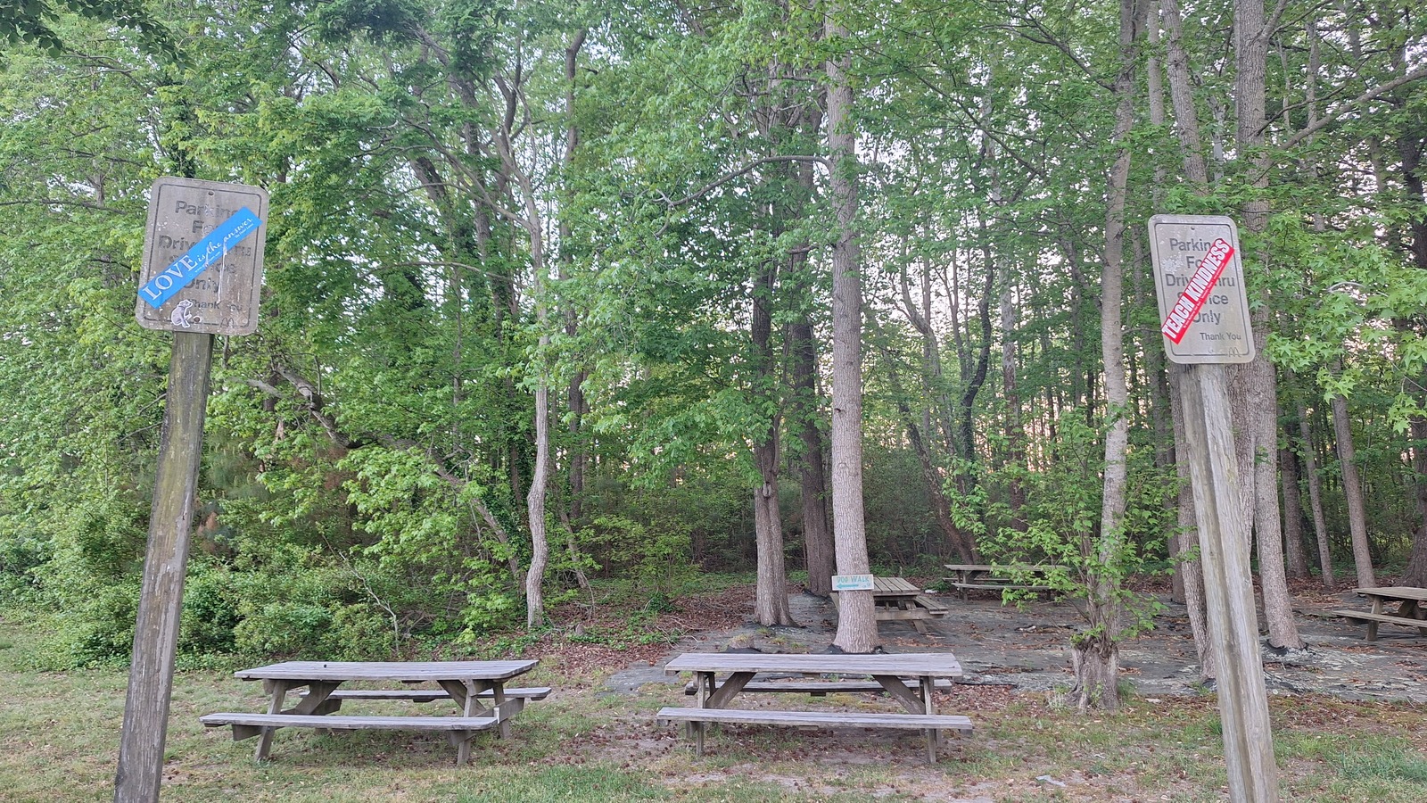 Picnic tables beneath tall trees beside The Great Machipongo Clam Shack