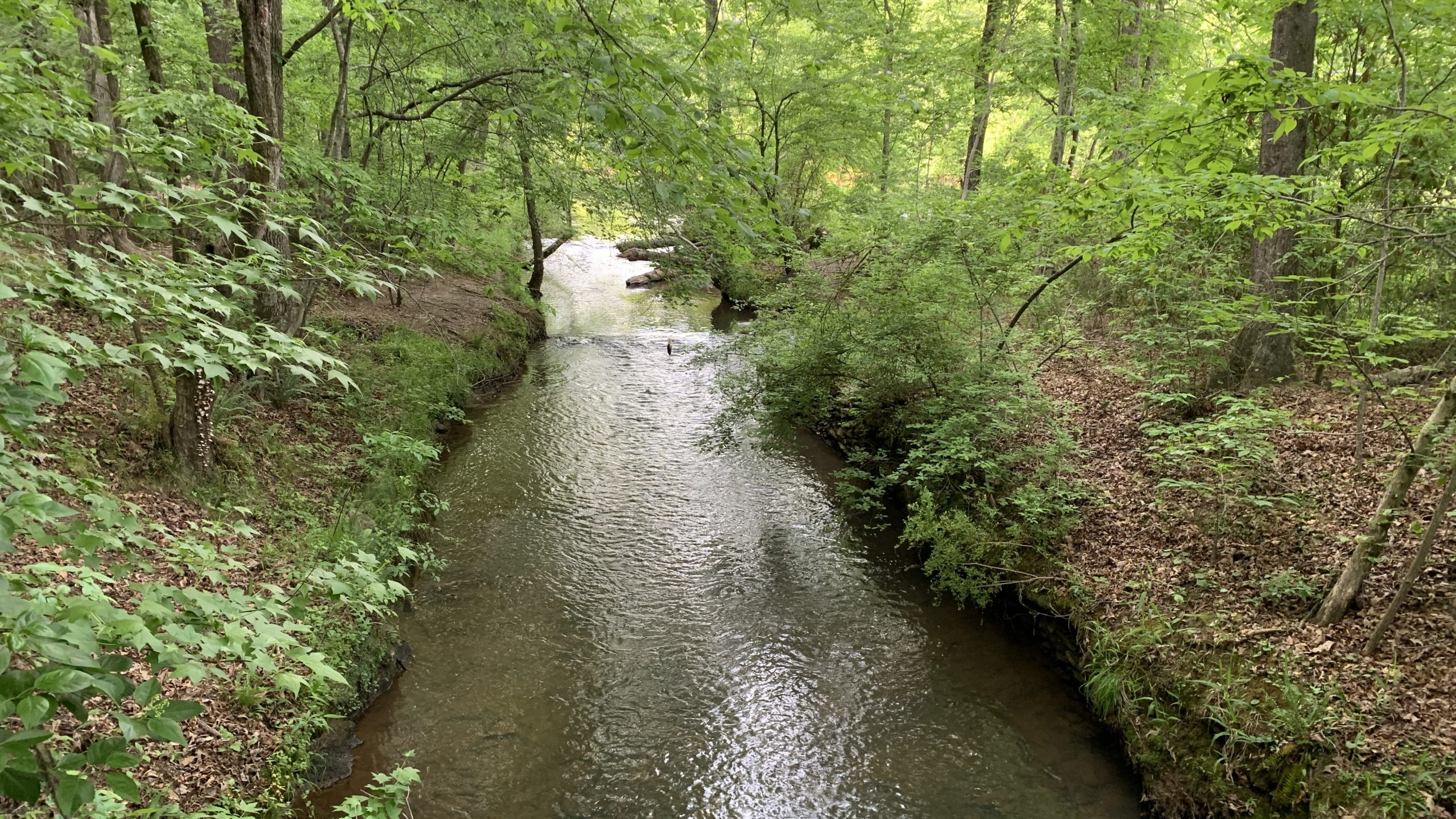 A shaded side stream running through Sweetwater Creek State Park