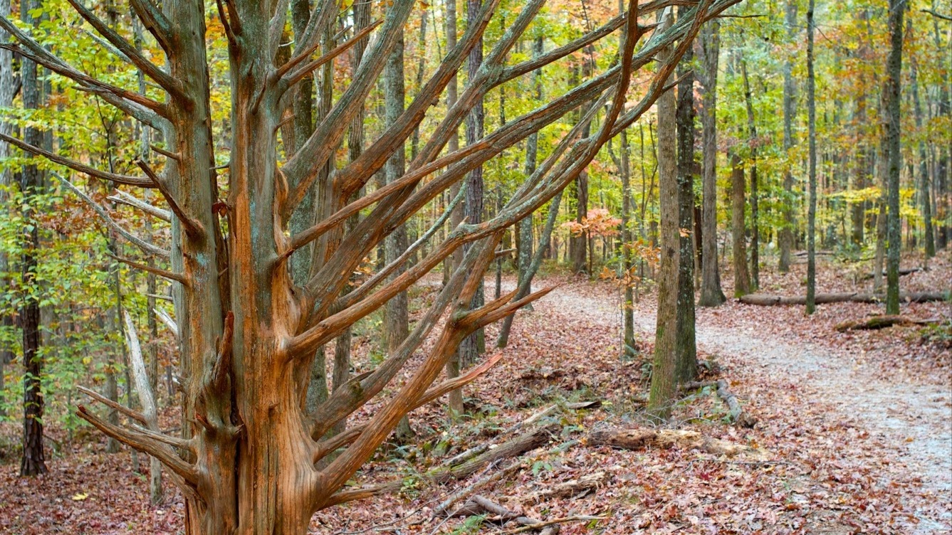 A leaf-covered trail winding through the forest at Sweetwater Creek State Park