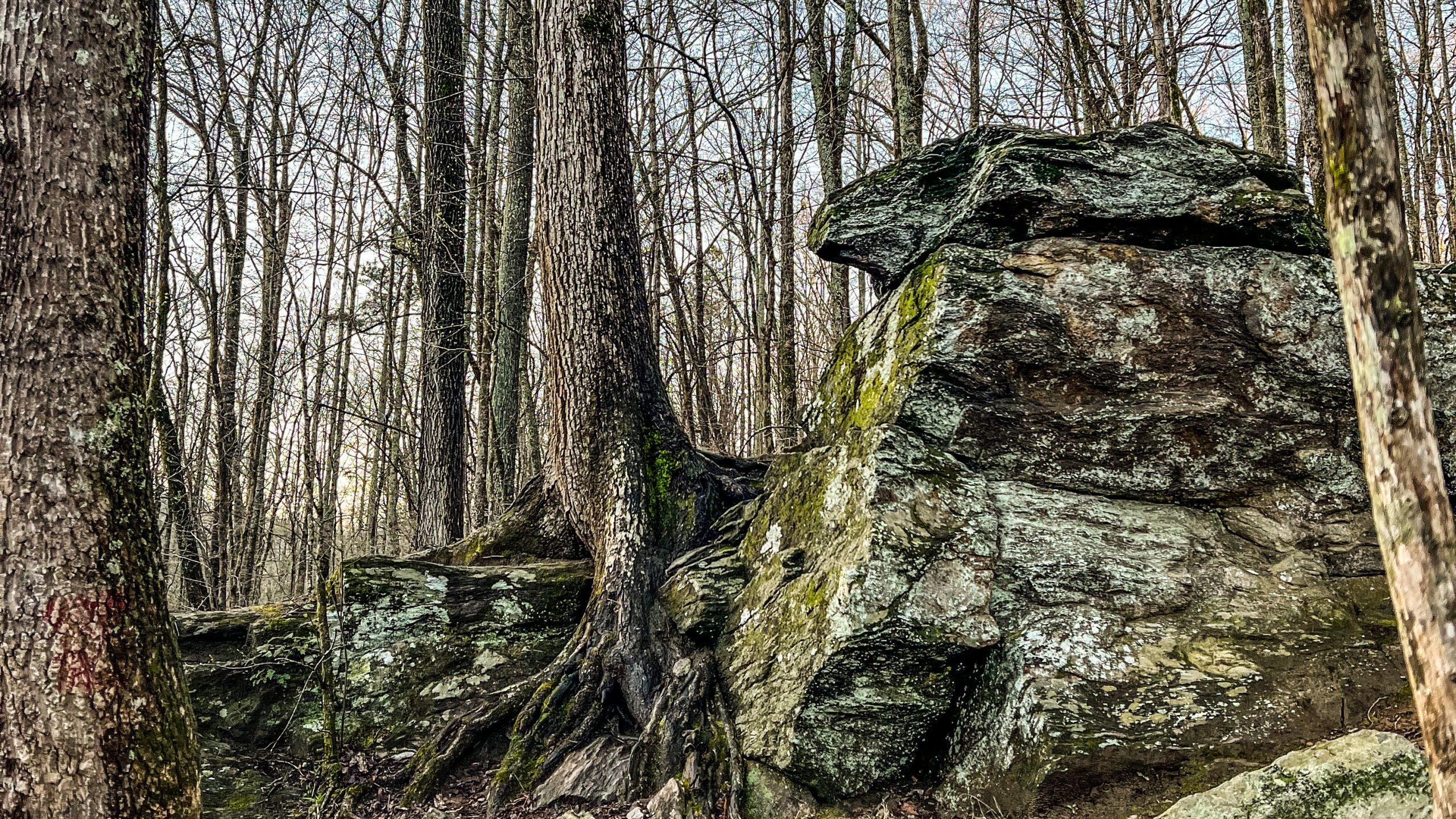 Rocky outcrop and hardwoods above Sweetwater Creek State Park