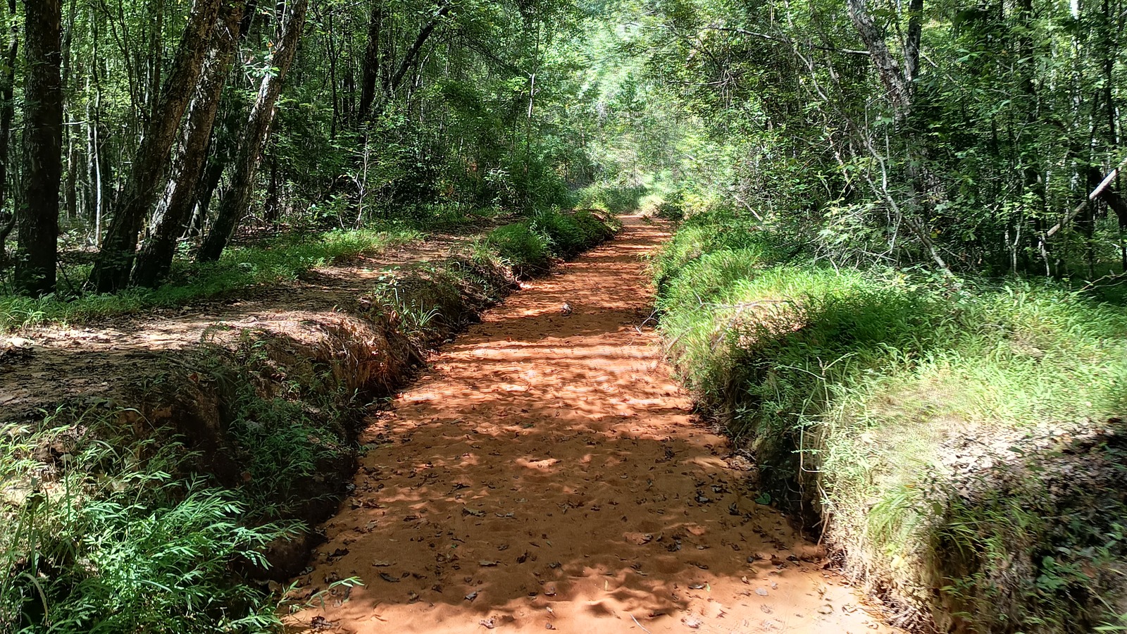 Sandy path lined with trees on the approach to the canyon trails at Providence Canyon State Park.