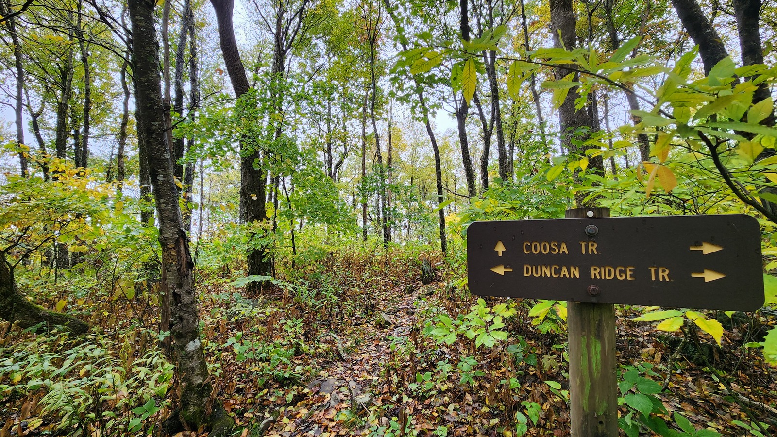 Coosa and Duncan Ridge trail sign inside the forest at Vogel State Park.