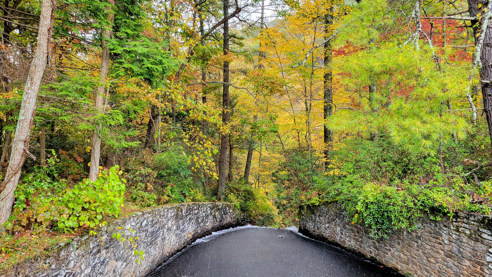 Stone-walled road descending through bright fall color at Vogel State Park.