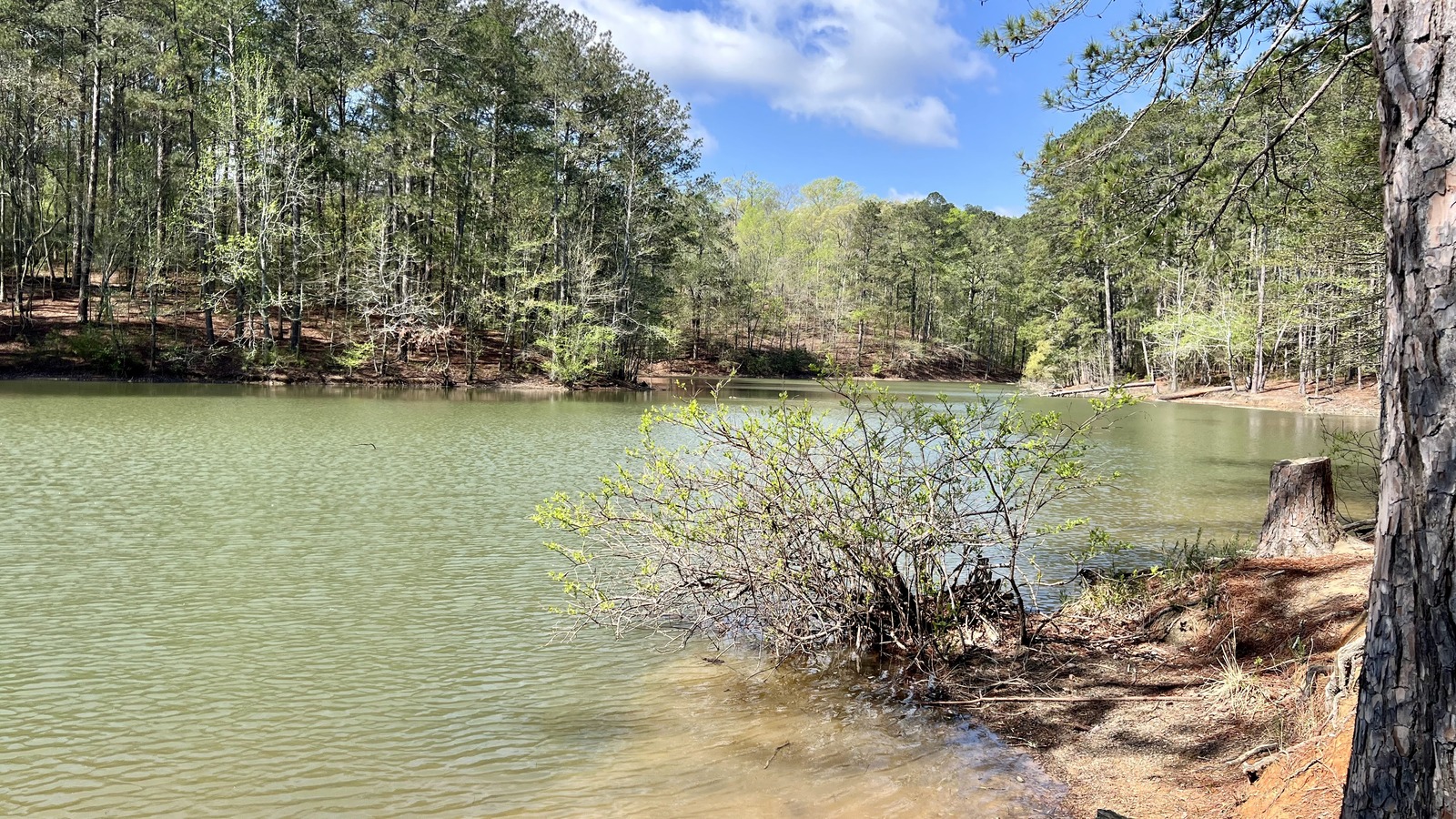 Quiet cove shoreline and shallow water at Red Top Mountain State Park.