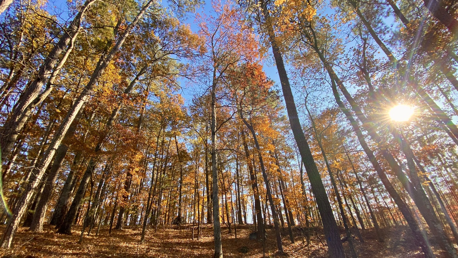 Tall autumn canopy and sunlit pines inside Red Top Mountain State Park.