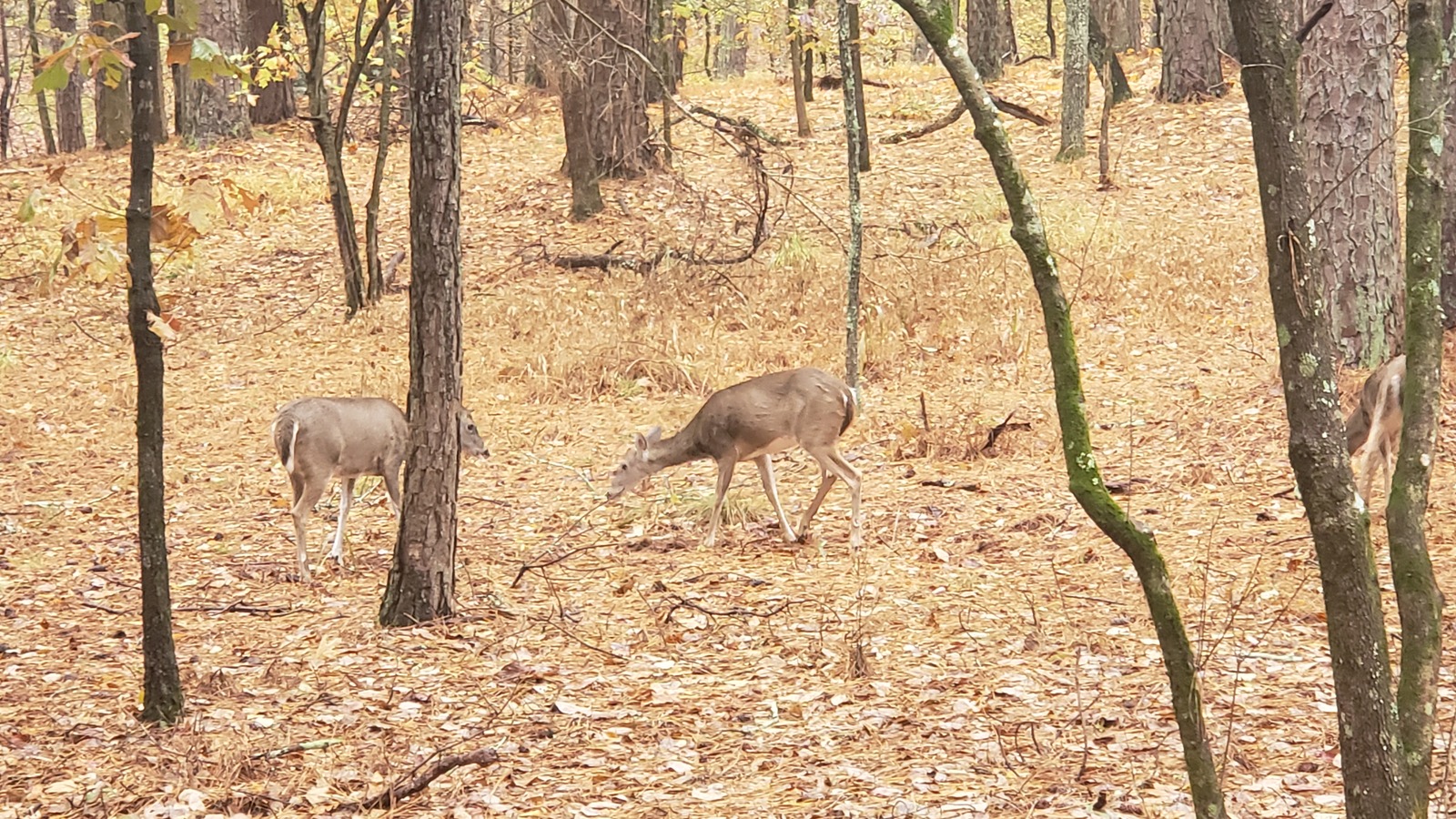 Whitetail deer moving through the woods at Red Top Mountain State Park.