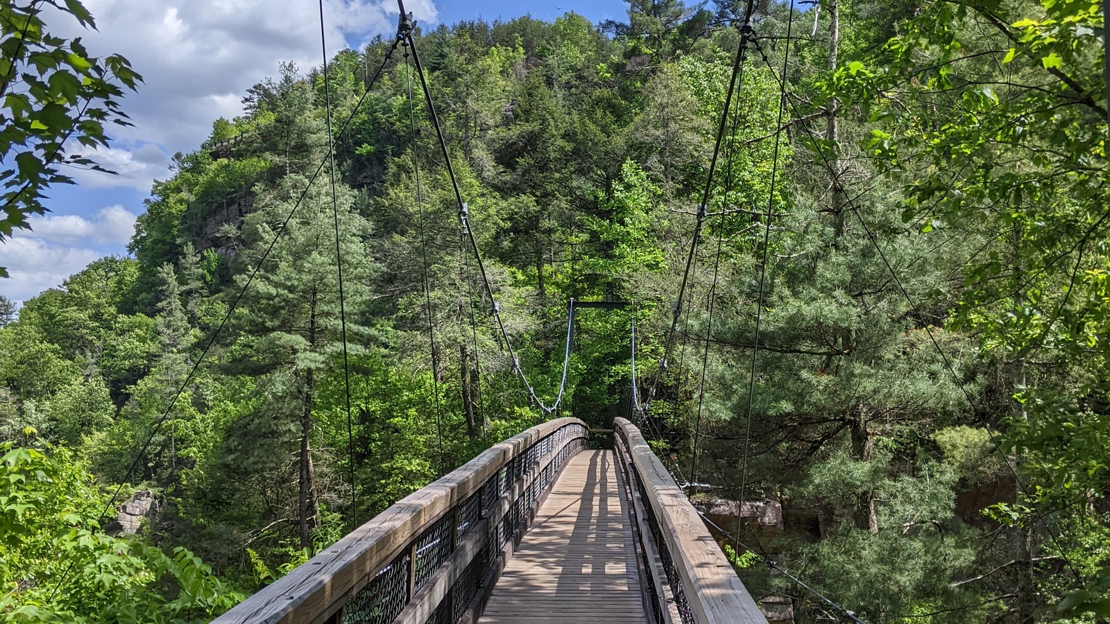 Suspension bridge in the forest at Amicalola Falls State Park