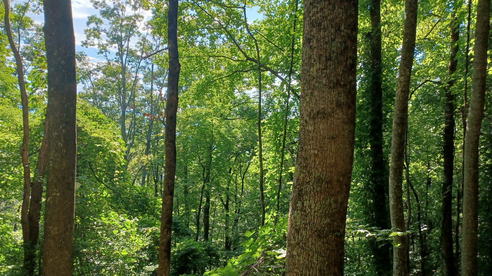 Tall hardwood forest inside Amicalola Falls State Park