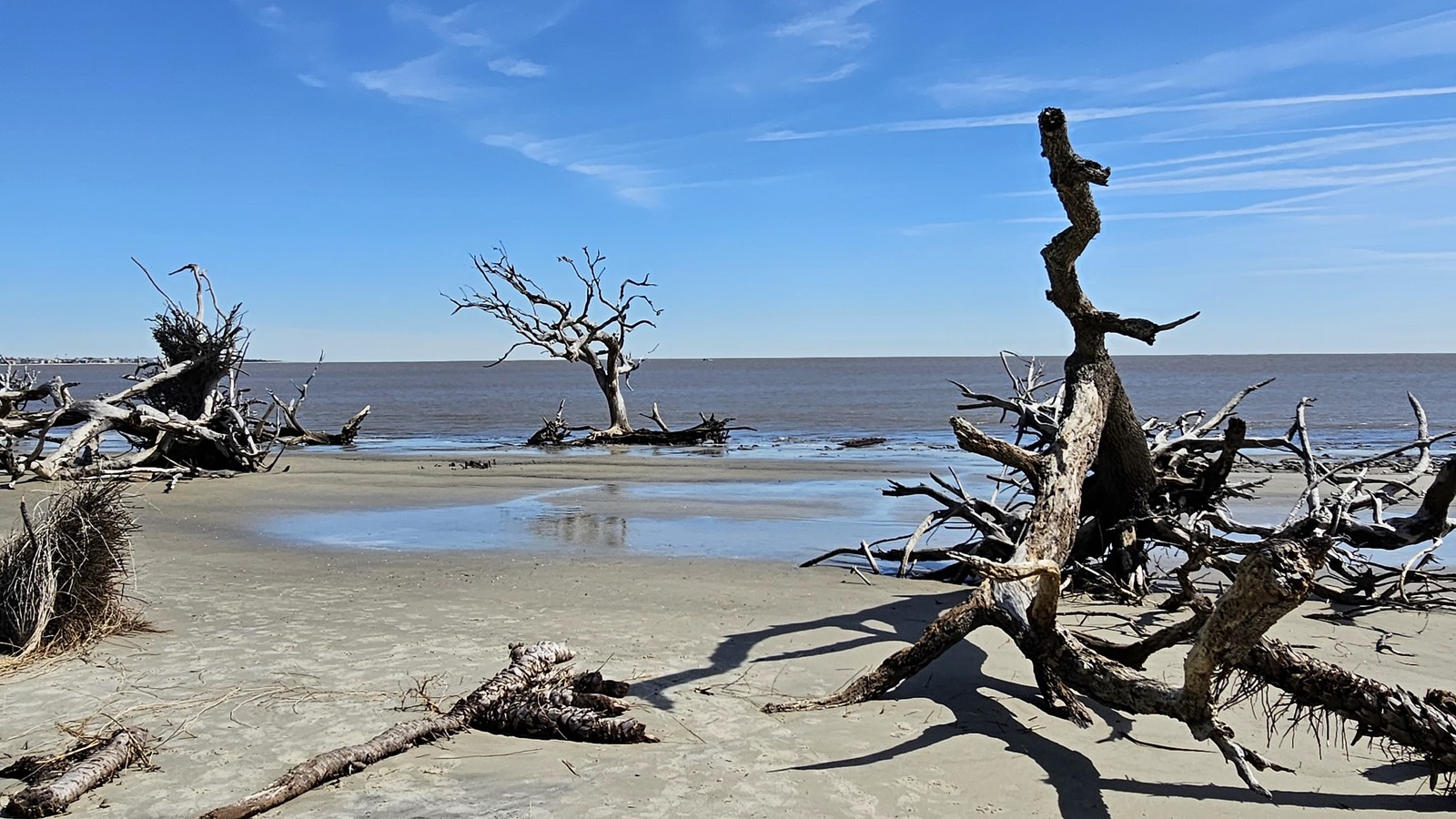 Driftwood formations along the shoreline at Jekyll Island State Park.