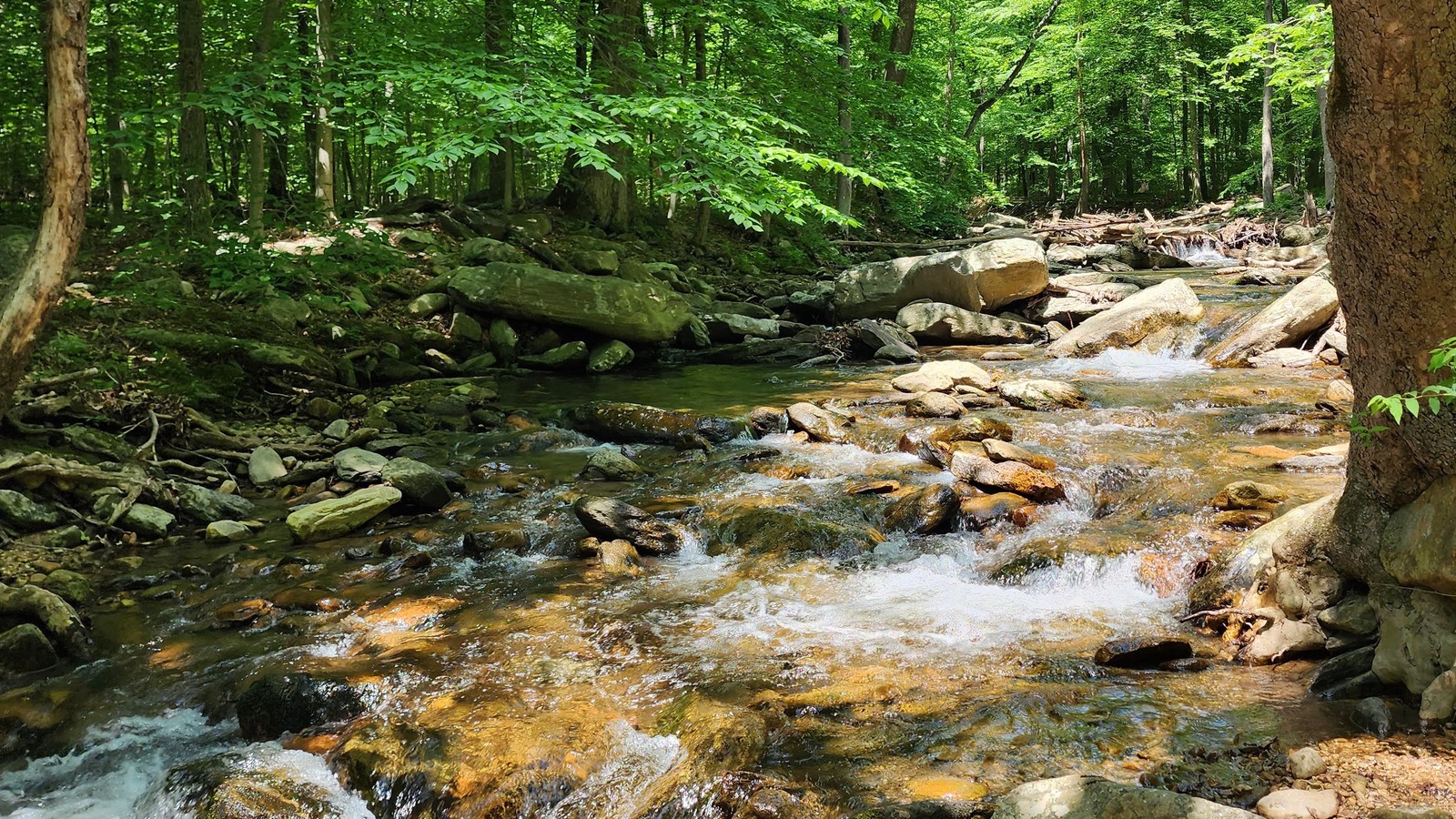 Big Hunting Creek running over rocks through dense green woods.