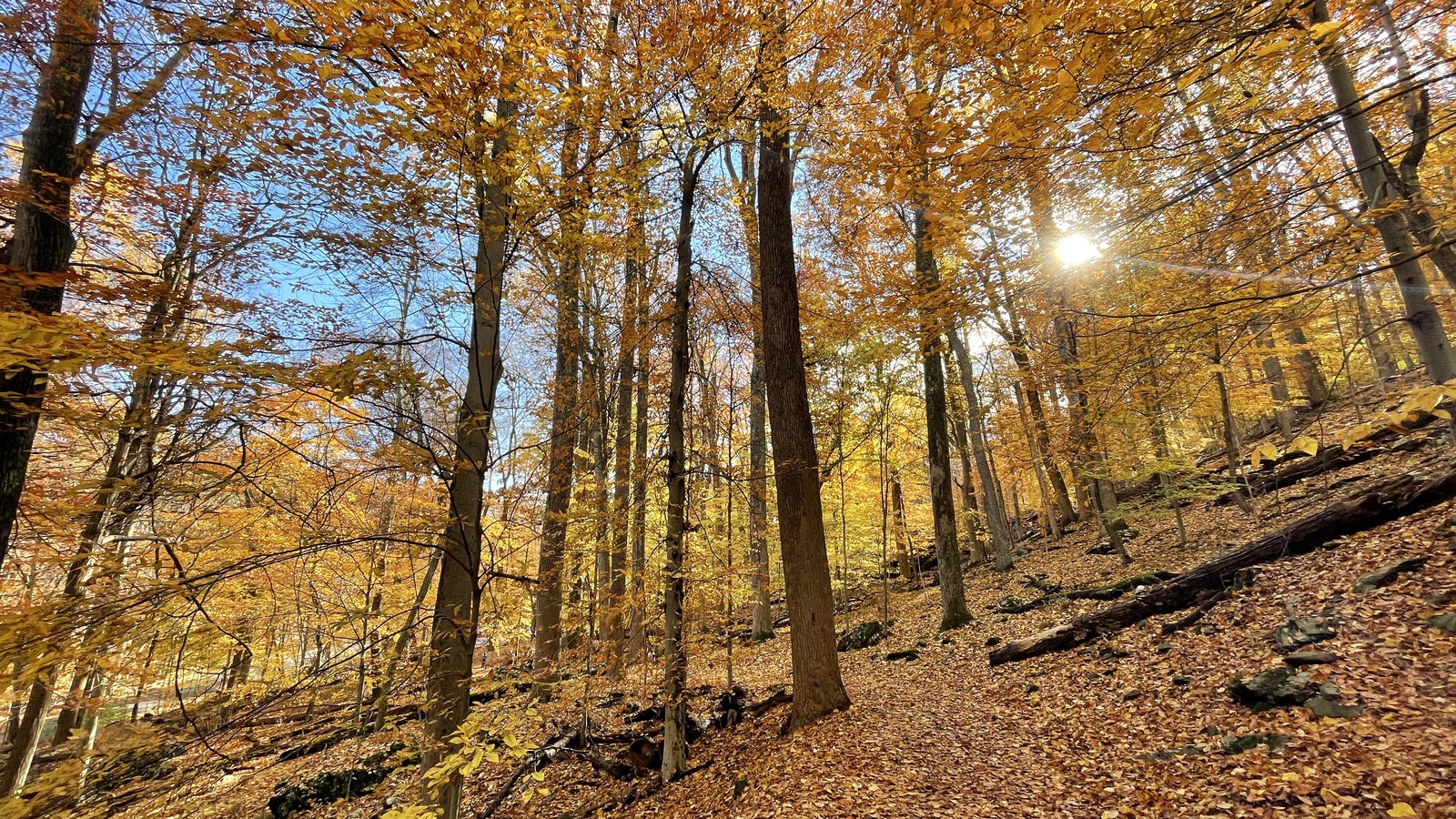Golden hardwood hillside glowing in fall light at Cunningham Falls State Park.