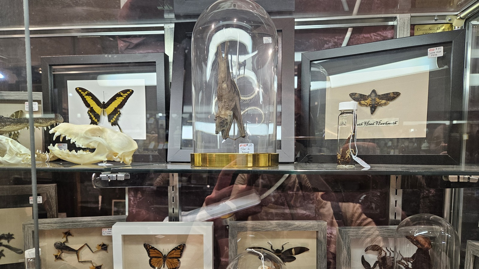 Glass display case with framed butterflies, specimens, and curios at Midland Arts & Antiques Market