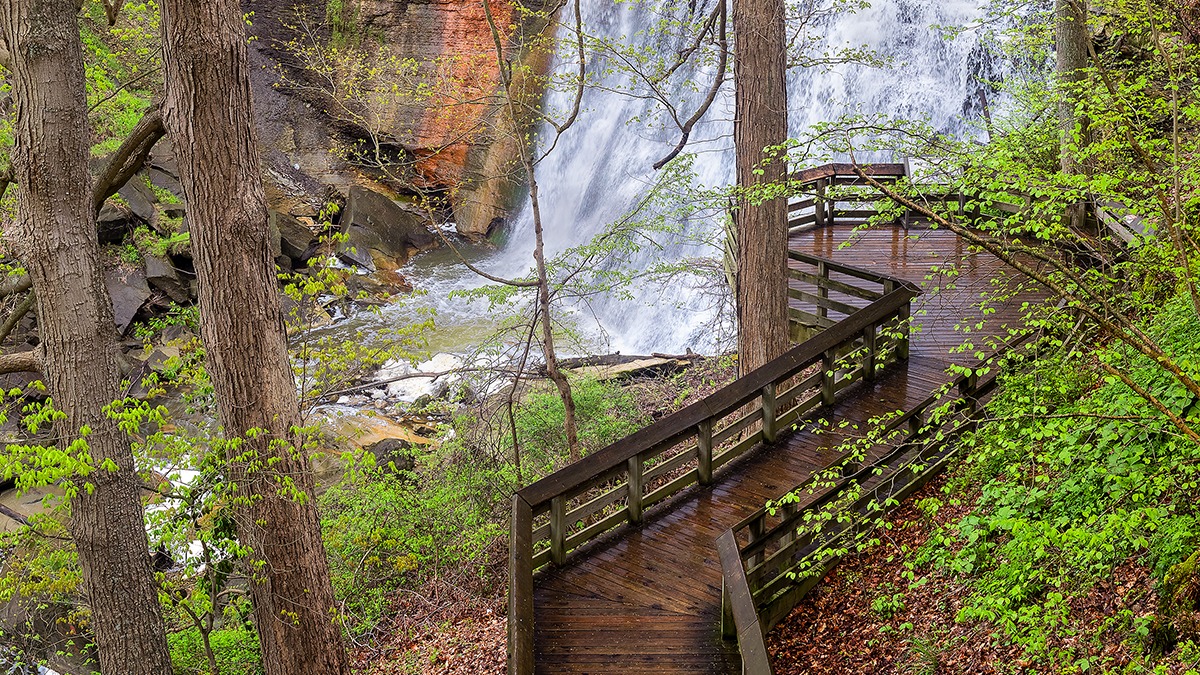 Elevated boardwalk winding through the trees near Brandywine Falls