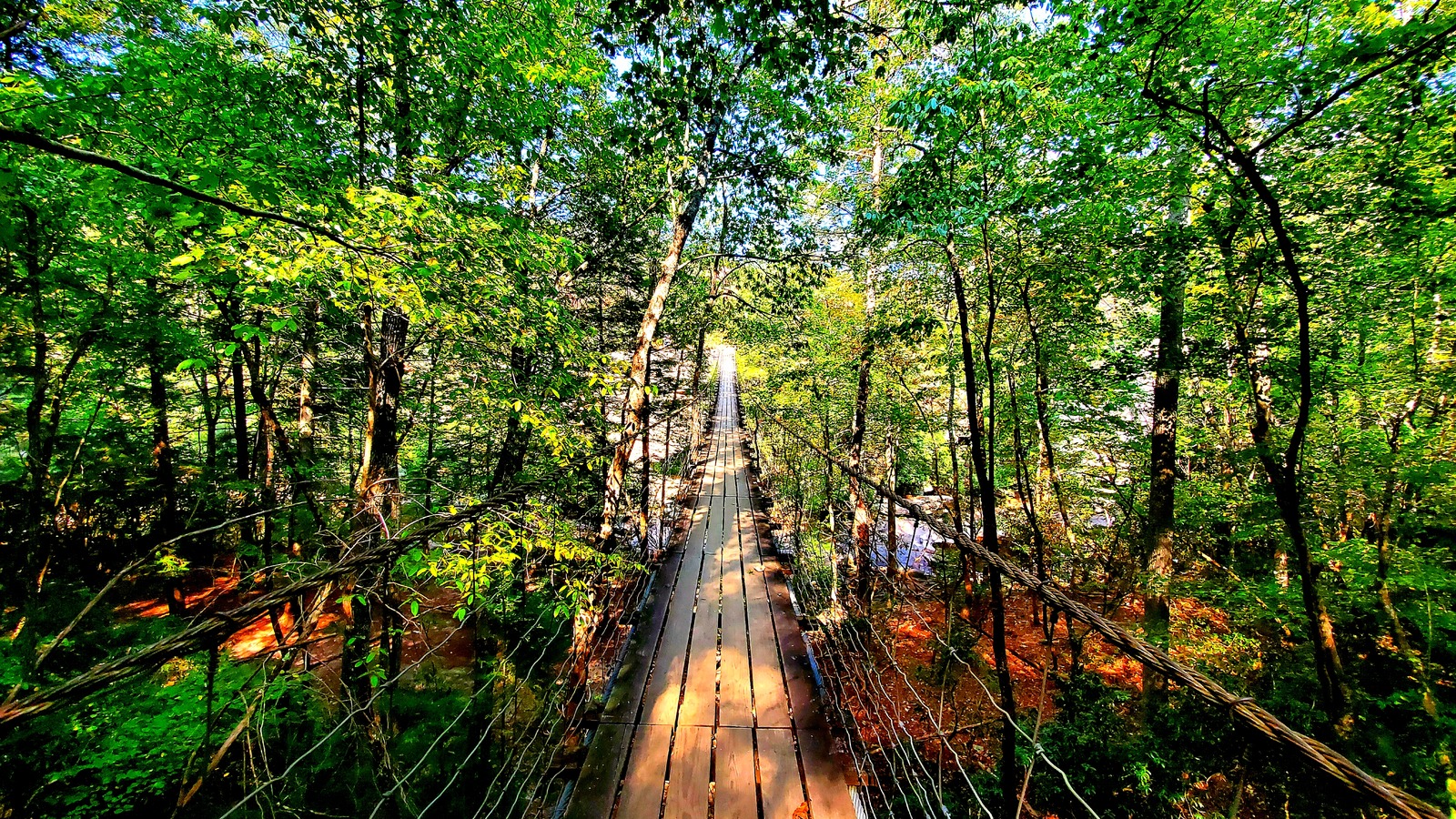 Suspension bridge threading through a bright green forest canopy.