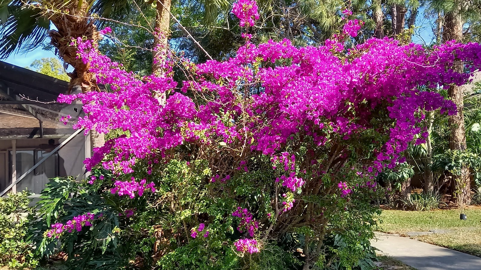 Bright flowers near The Cove on Church Street in Sandpoint Idaho