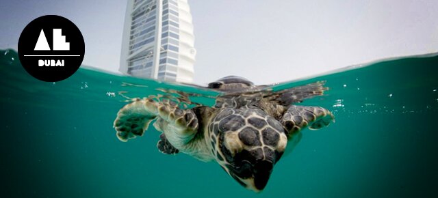 Turtle Feeding at the Dubai Turtle Rehabilitation Project
