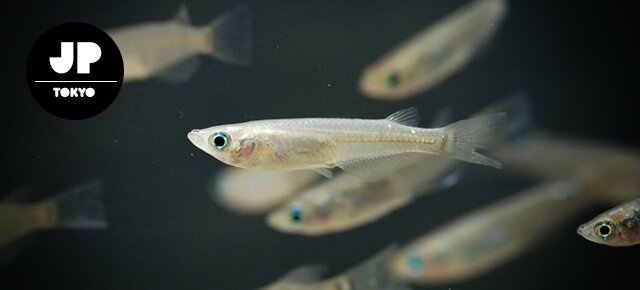 Space Fish at Mohri Garden Pond