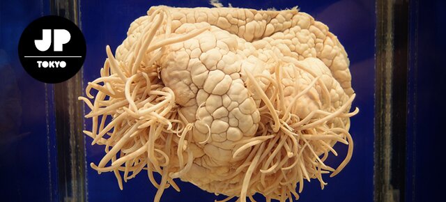 Meguro Parasitological Museum