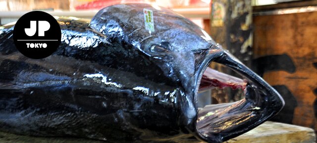 Tsukiji Fish Market Tuna Auction